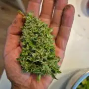 Outdoor Fastbuds grow 2026