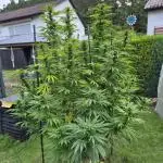 German Outdoor Grow Dutch Passion Photos