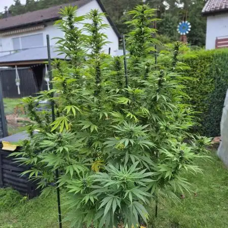 German Outdoor Grow Dutch Passion Photos