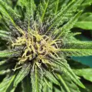 Outdoor Fastbuds grow 2026