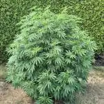 German Outdoor Grow Dutch Passion Photos