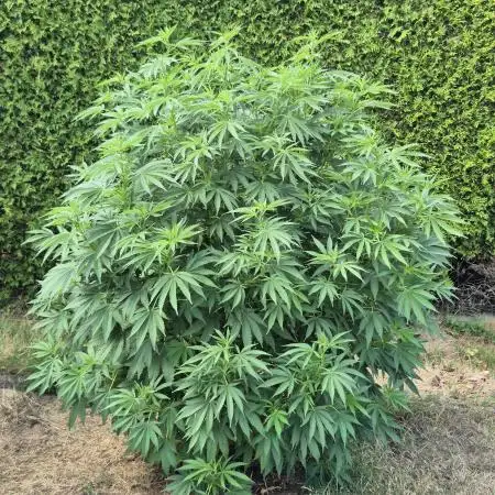 German Outdoor Grow Dutch Passion Photos