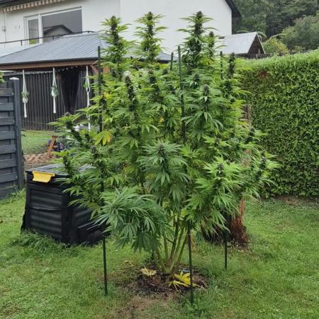 German Outdoor Grow Dutch Passion Photos