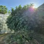 German Outdoor Grow Dutch Passion Photos