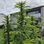German Outdoor Grow Dutch Passion Photos