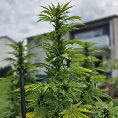 German Outdoor Grow Dutch Passion Photos