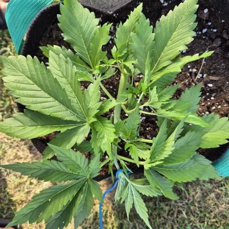 Outdoor Fastbuds grow 2026