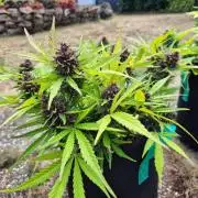 Outdoor Fastbuds grow 2026