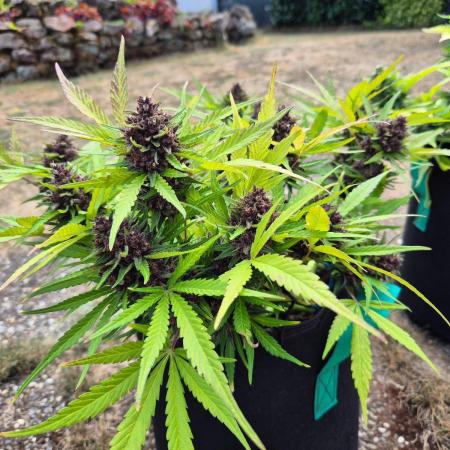 Outdoor Fastbuds grow 2026