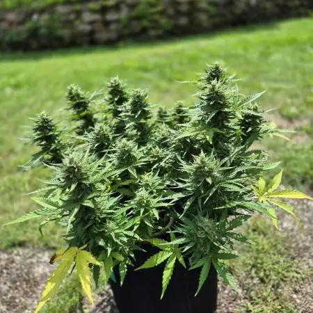 Smoking_Joe_Frasier’s Natural Grow Diary – Fast Buds Outdoor Contest 2025