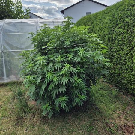 German Outdoor Grow Dutch Passion Photos