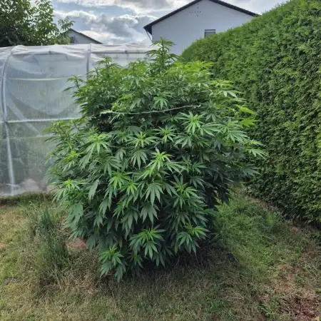 German Outdoor Grow Dutch Passion Photos