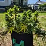 Smoking_Joe_Frasier’s Natural Grow Diary – Fast Buds Outdoor Contest 2025