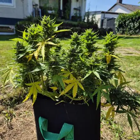 Smoking_Joe_Frasier’s Natural Grow Diary – Fast Buds Outdoor Contest 2025