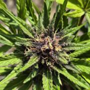 Outdoor Fastbuds grow 2026