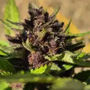 Outdoor Fastbuds grow 2026