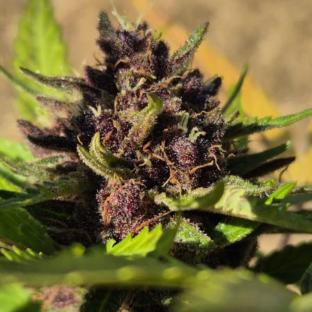 Outdoor Fastbuds grow 2026