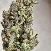 Outdoor Fastbuds grow 2026