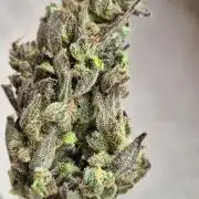 Outdoor Fastbuds grow 2026