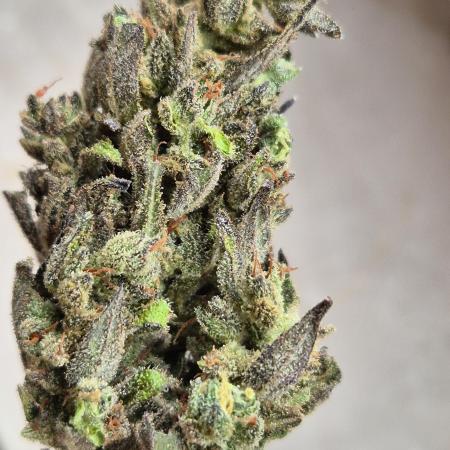 Outdoor Fastbuds grow 2026