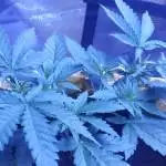 Seedsman Freebie Run - Mama Mia