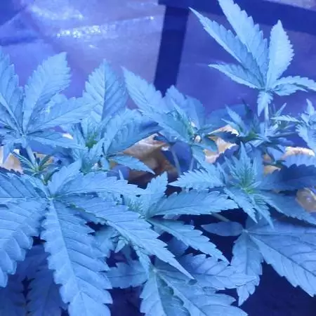 Seedsman Freebie Run - Mama Mia