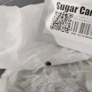 Similan genetics - Sugar Cane