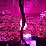 First time grow 15xBubblicious 3xKindLed