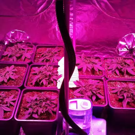First time grow 15xBubblicious 3xKindLed