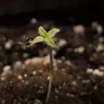 Purple Punch Auto - Fast buds