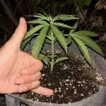 Guerilla in the last moment