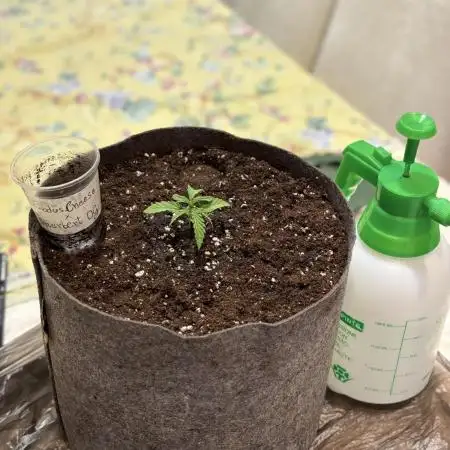 Guerilla in the last moment