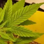 Bagseeds from a brick weed