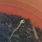 First Grow
