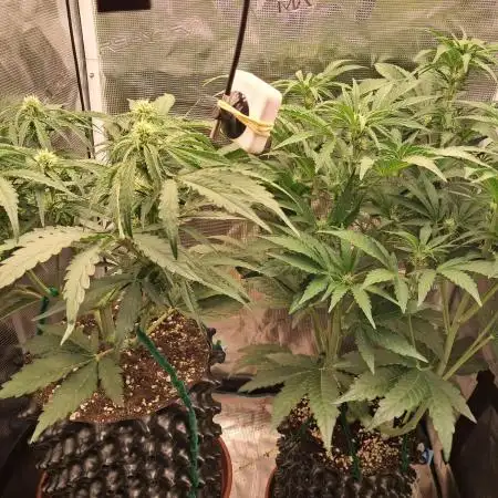 CBD Auto 1:1