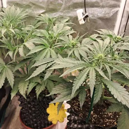 CBD Auto 1:1