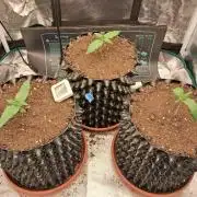 Honey Peach auto CBD