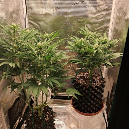 CBD Auto 1:1