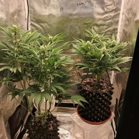 CBD Auto 1:1