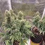 CBD Auto 1:1