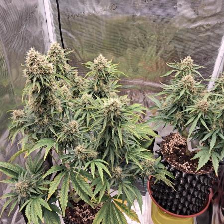CBD Auto 1:1