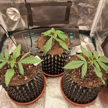 Honey Peach auto CBD