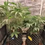 CBD Auto 1:1