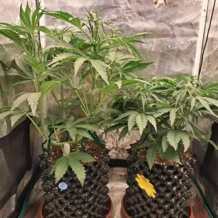 CBD Auto 1:1