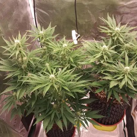 CBD Auto 1:1