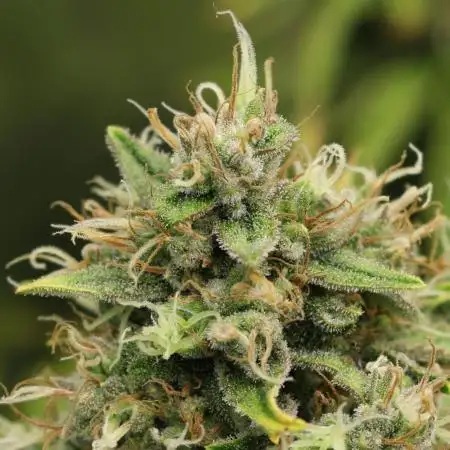 CBD Auto 1:1