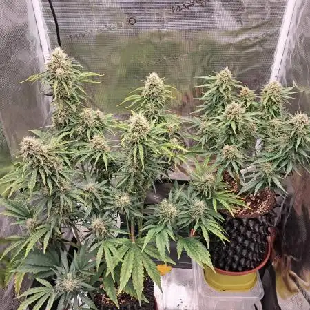 CBD Auto 1:1