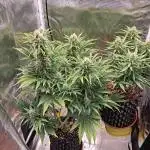 CBD Auto 1:1