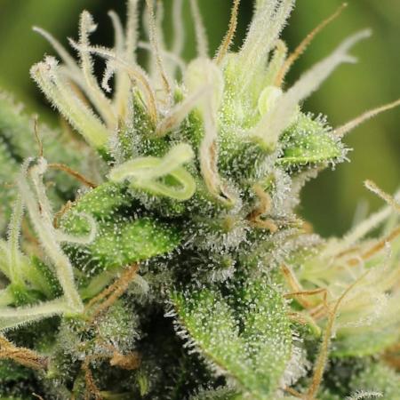 CBD Auto 1:1