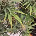 CBD Auto 1:1